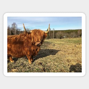 Scottish Highland Cattle Cow 2377 Sticker